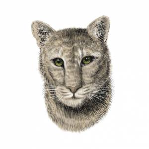 Голова пумы, эскиз иллюстрации рисованной