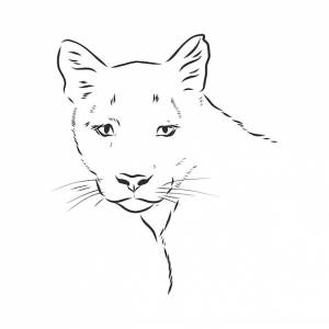 Рисованный вектор иллюстрации портрет пумы