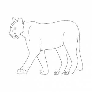 Эскиз векторной иллюстрации пумы