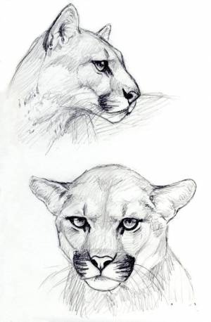 Рисунок для скетча Пума