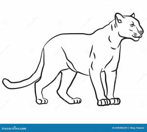 Раскраска пума