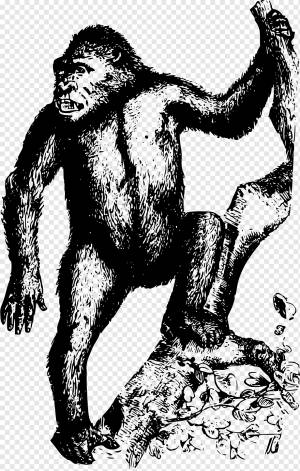 Горилла Homo Sapiens Орангутан Обезьяна, горилла, млекопитающее, животные, хищник png