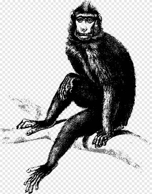 Обезьяна Горилла, бабуин, млекопитающее, животные png