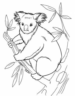 Раскраска Коала