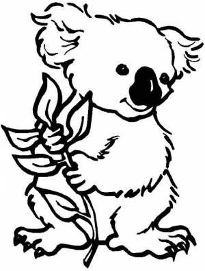 Раскраски Коала