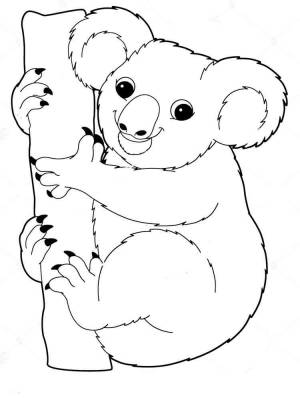 Раскраски Коала