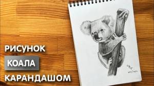 Как нарисовать Коалу карандашом