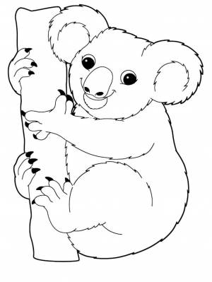 Раскраски Коала
