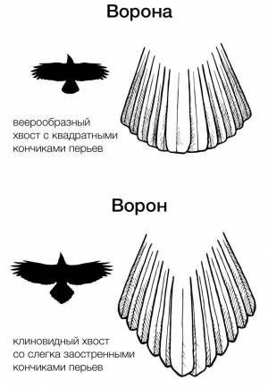 Хвост птицы рисунок