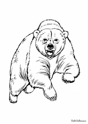 Раскраска Медведь