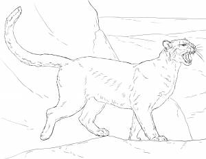 Скачать раскркаску Яростная пума