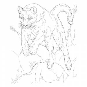 Раскраска Пума