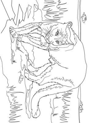 Раскраски Пума