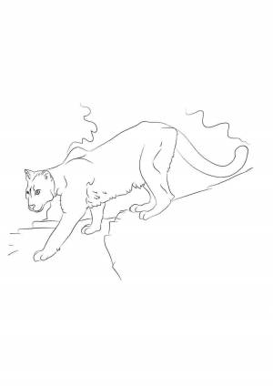 Раскраски, пума