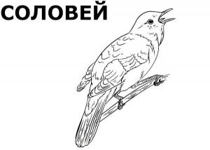 DataLife Engine > Версия для печати > Раскраски птицы соловей