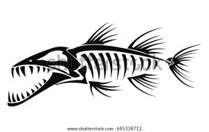 Barracuda Skeleton