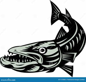 Barracuda Стоковых иллюстраций и клипартов