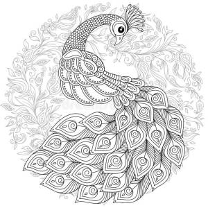 Павлин рисунок раскраска