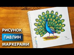 Как нарисовать павлина карандашом и скетч маркерами