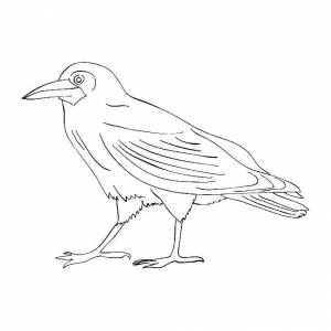 Раскраски Раскраска Ворона на земле птицы птицы
