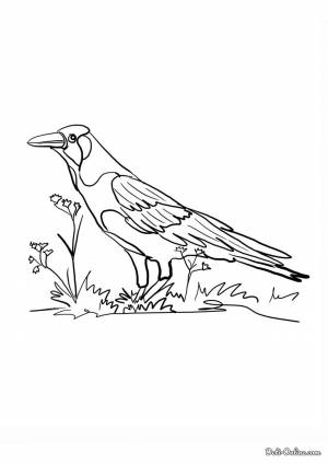 Раскраска Ворона на лужайке