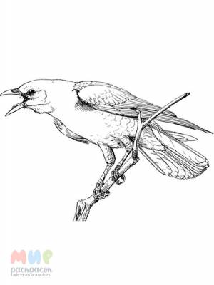 Раскраска Ворона