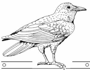 Раскраски рон, Раскраска Ворона птицы