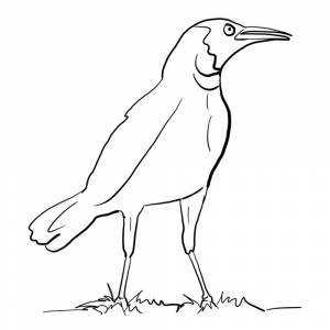 Раскраска Злая ворона