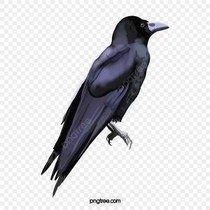 Мультяшный рисованной вороны изысканные иллюстрации PNG , ворона, птица, животное PNG картинки и пнг PSD рисунок для й загрузки