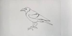 Как нарисовать ворону карандашом