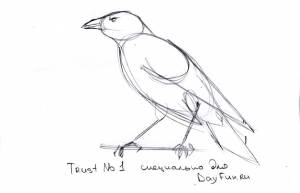 Как нарисовать ворона карандашом поэтапно