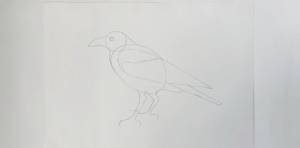 Как нарисовать ворону карандашом