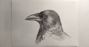 Как нарисовать ворону карандашом