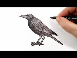 Как нарисовать ВОРОНА