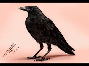 Рисуем птицу