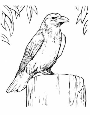 Раскраска Ворона