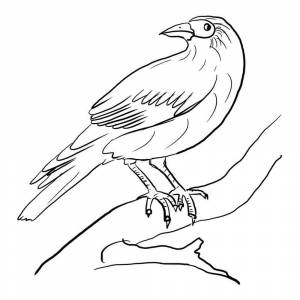 Раскраска Ворона на ветке дерева