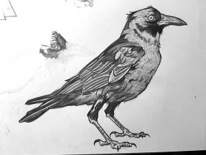 Рисунок птицы ворона
