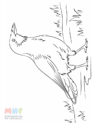 Раскраска Ворона