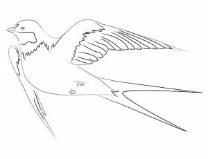 Раскраска Ласточка