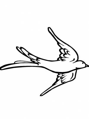 Раскраска Ласточка  в формате  для детей