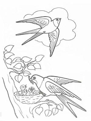 Раскраска Ласточка картинка на листе  для мальчиков