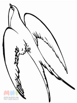 Раскраска Ласточка