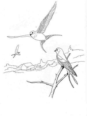 Раскраска Ласточка
