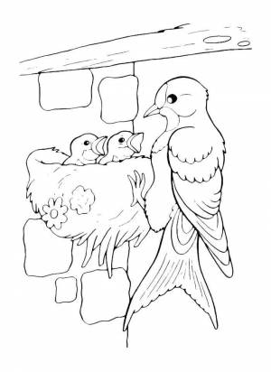 Раскраски Раскраска Ласточка кормит птенцов ласточка