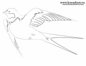 раскраски на тему ласточка для детей