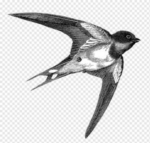ласточка полет, гравюра, птица, png