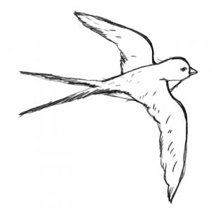 ДНЕВНИК ЛАСТОЧКИ