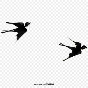 Две остроумные ласточки PNG , весна, ласточка, рейс PNG картинки и пнг PSD рисунок для й загрузки