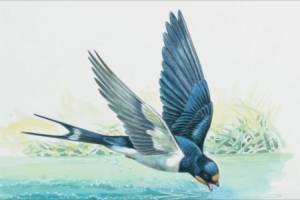 Ласточка птица в полете